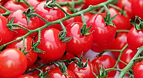 Local greenhouse tomatoes have already appeared on the Ukrainian market