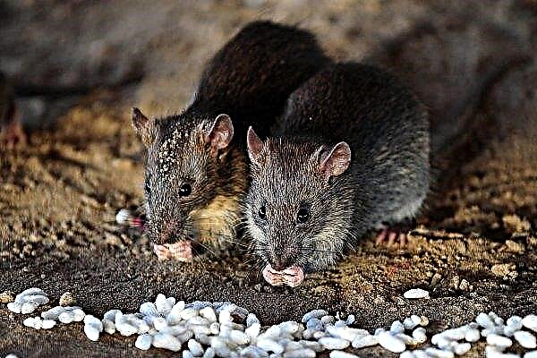 Los escolares de Kazán probaron el veneno para ratas