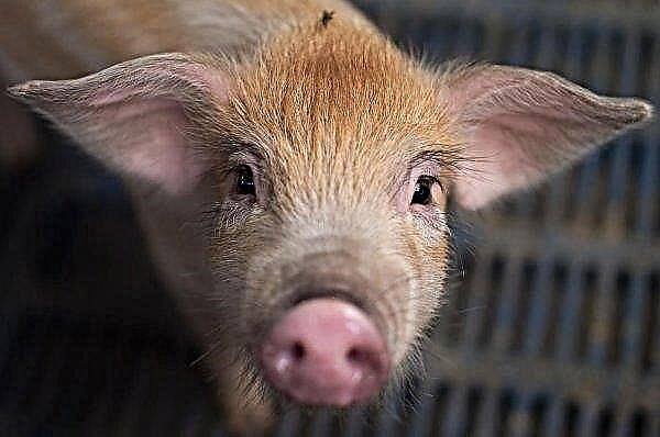 Afrikinis kiaulių maras Vietname pasiekia pramonės ūkius