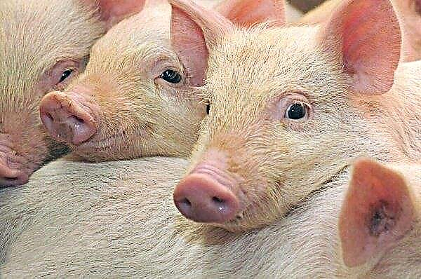 Ural çiftliğinde 600 domuz ateşe verildi