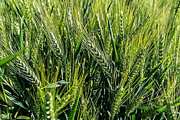 Saudi Arabia upsets European wheat producers
