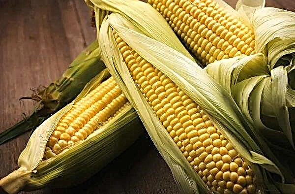 Agricultores indignantes robaron NWR y maíz de una empresa agrícola estatal en la región de Odessa