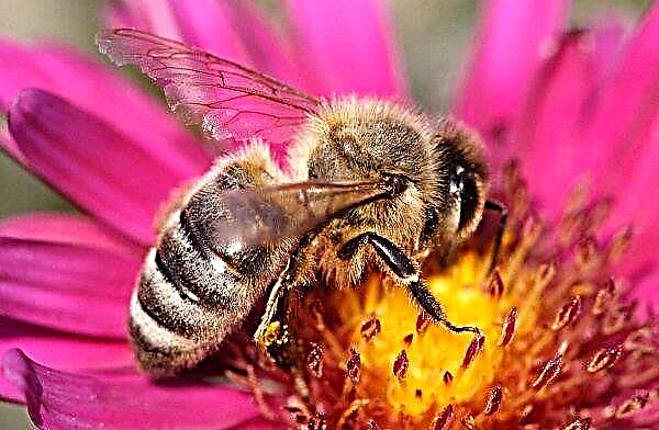 يحرس النحل "الحارس" المزرعة من منطقة خيرسون