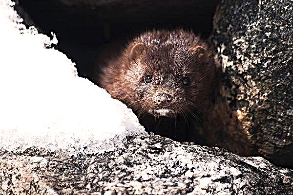 A mink fur farm with a capacity of 9.8 thousand animals will be opened in Volyn