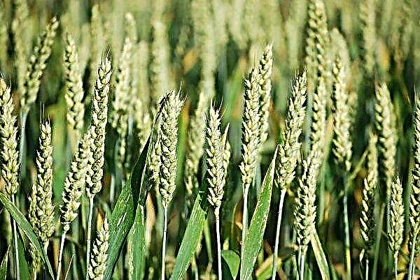 In six districts of the Zhytomyr region, harvesting of early grains began