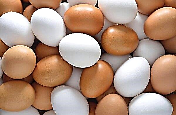 A fire at a poultry farm near Kiev will stop the fall in egg prices in Ukraine