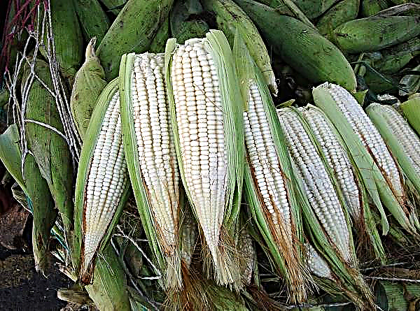 Los desarrolladores ucranianos mostraron al mundo el maíz "adelgazante"