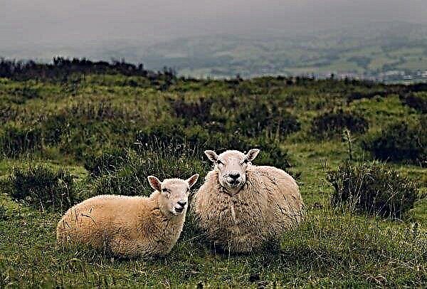„Mažos investicijos“ į avių auginimą Airijoje