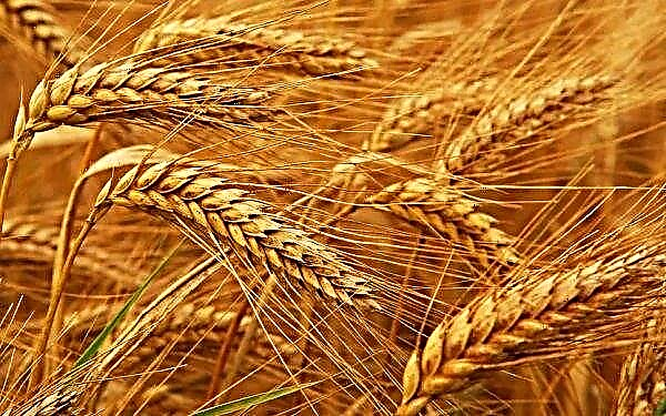 Ukraine has reduced the pace of wheat exports