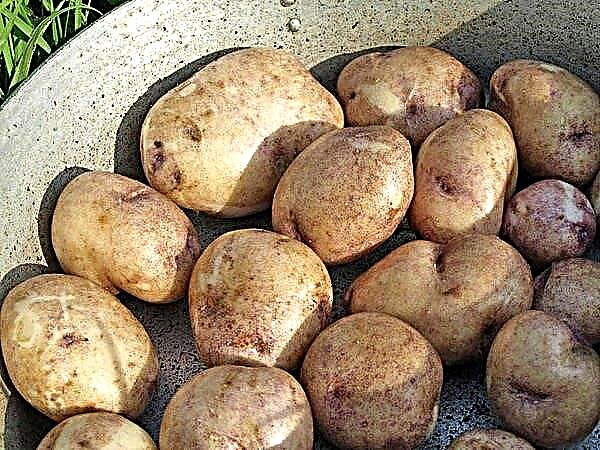 البطاطا Sineglazka (وصف الصف) استساغة ، فوائد