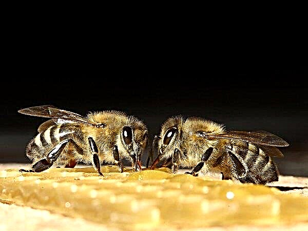 In Usbekistan wird ein Sanatorium für Baschkirische Bienen errichtet