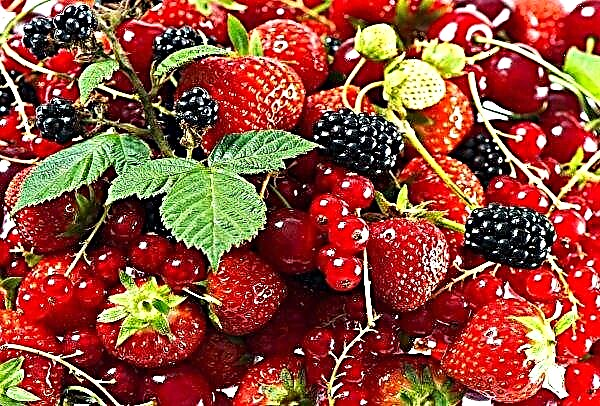 Moldavian College will start preparing qualified producers of berries