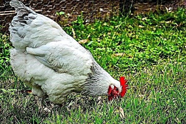 De Russische autoriteiten sparen geen miljarden om unieke kippen te maken