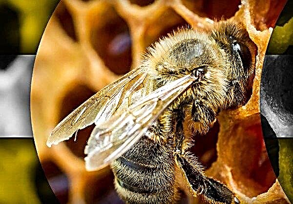 Dutchman rents bees for pollination of greenhouse fruits