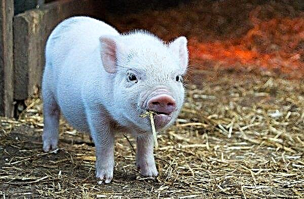 Über 500 Schweine wurden aufgrund eines neuen ASF-Ausbruchs in der Region Khmelnitsky geschlachtet