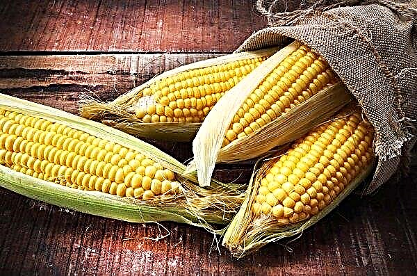 En los EE. UU., Los problemas climáticos aumentan los precios del maíz