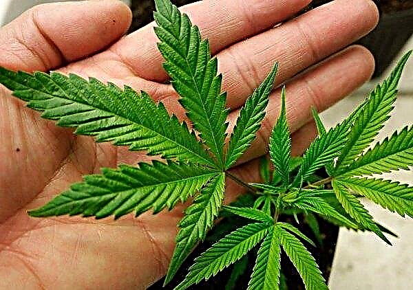 Produtor canadense de cannabis aumentou significativamente