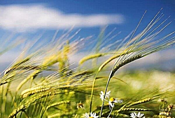 Summer frosts did not prevent the development of Russian crops