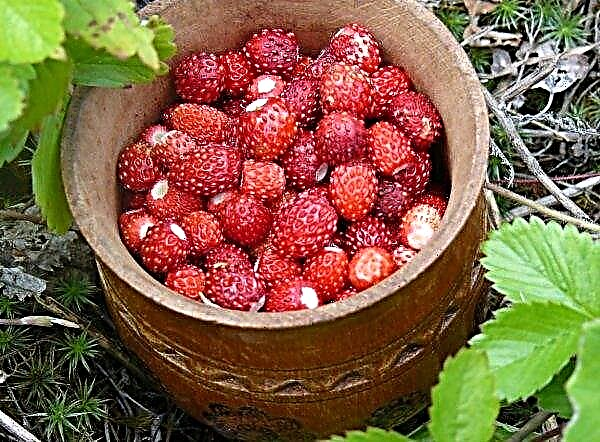 Los agricultores de la región de Kherson exportan fresas y papas a Bielorrusia utilizando agregadores