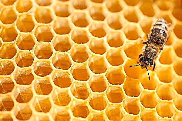 Haverá apicultores mais profissionais na Ucrânia