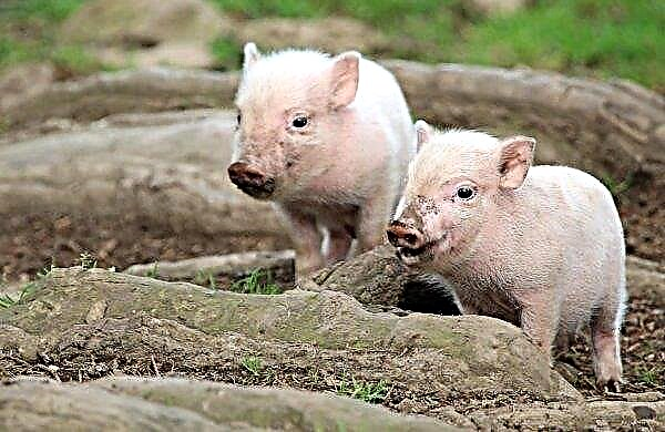 Các công ty châu Âu sẽ xây dựng một số trang trại lợn ở Ukraine