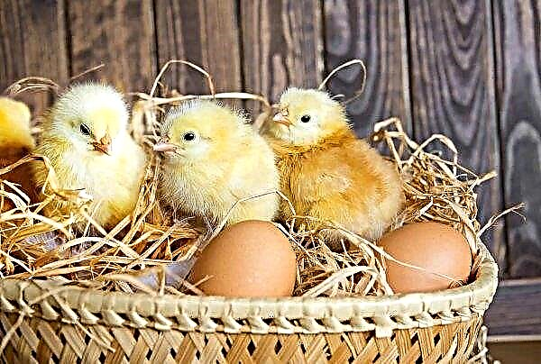 Largest Ukrainian chicken producer invests in raising animal welfare standards