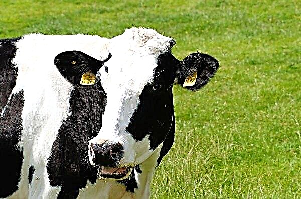 Alemania apoyará financieramente viviendas sueltas para vacas