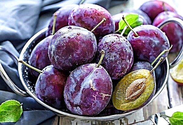 Plum has become the cheapest fruit in Ukraine