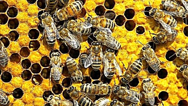 Ukraine adalah pemelihara lebah pertama di Eropah. Tetapi itu boleh berubah