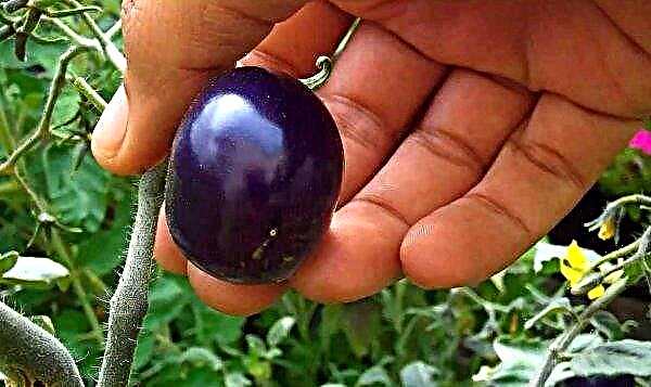 中国の科学者は健康な紫色のトマトを開発しました