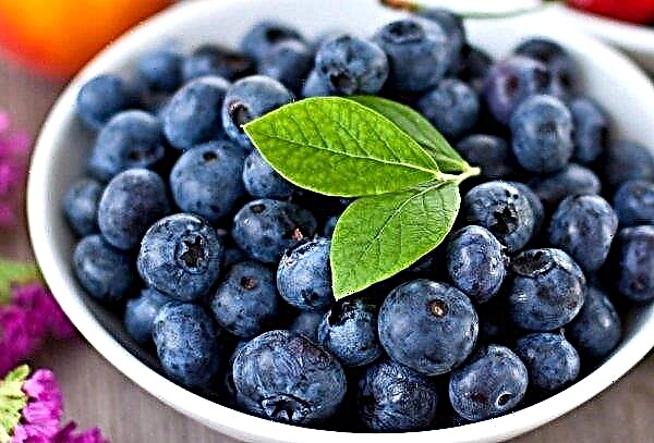 Prices for blueberries in Ukraine for three consecutive years remain at the same level