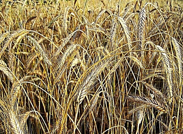 Ukrayna'nın güney bölgelerinde kış arpa ve buğday hasadı başlar