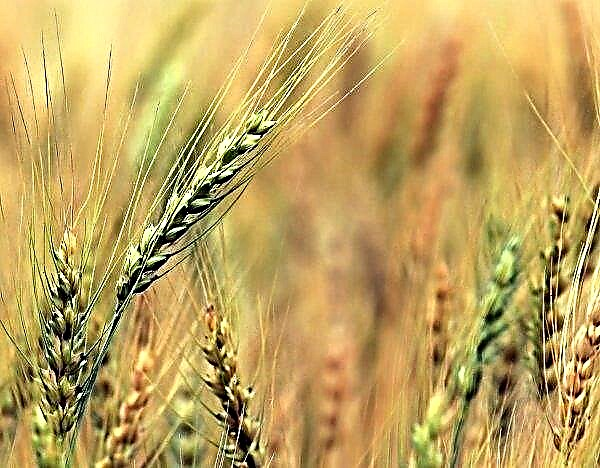 Morocco intends to re-introduce customs duty on soft wheat