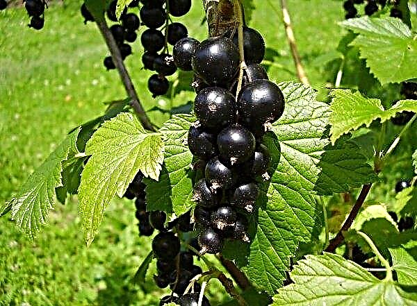 British scientists create currants for a warm climate