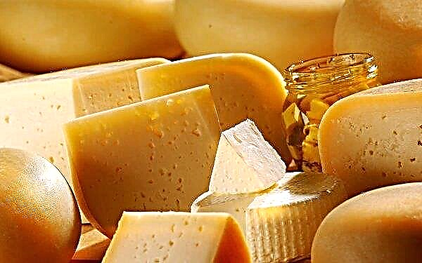 يعتبر الجبن النرويجي الأفضل في العالم