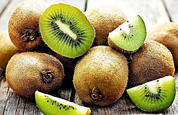 New Zealand Kiwi Harvest Goes Export Start