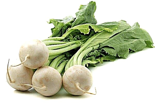How to store turnips at home in the winter and where, ways, reviews