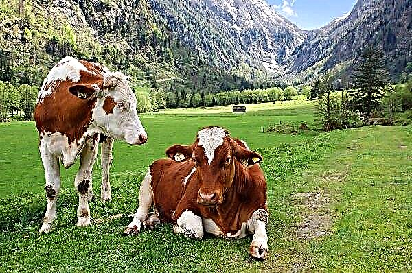 Swiss cows rested their horns in ... referendum