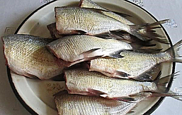 How to clean bream: how to quickly clean fish from scales, how to gut it properly at home