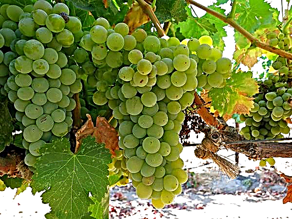 Calardis Blanc aggiunto alla lista delle uve