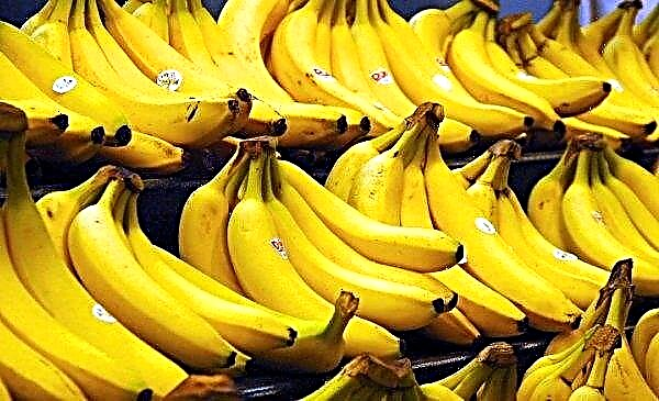 Nīderlandē viņi novāca pirmo banānu ražu valsts vēsturē