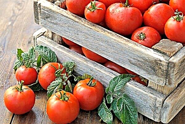 Krim växthus bryter från den första tomatgrödan