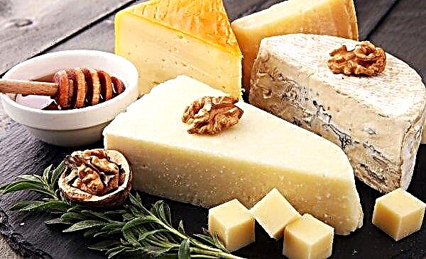 في منطقة Rivne سيتم تطوير نباتات الجبن