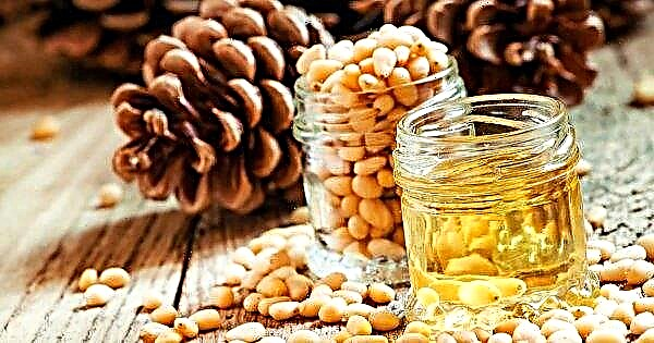 Manfaat kacang pinus bagi wanita, khasiat bermanfaat bagi tubuh setelah 50 tahun, kontraindikasi dan bahaya, dibanding kacang