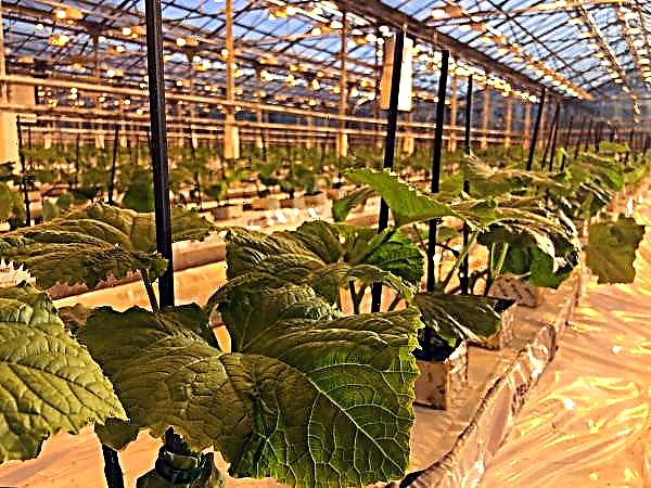 Kostroma yakınında yeni yıl salatalık yetiştiriliyor