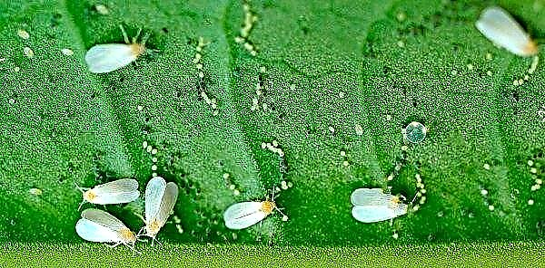 Prevention of whiteflies on Valencia persimmon trees