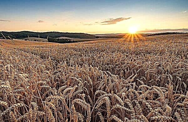 Heat and drought increased the weakness of Russian wheat from southern fields