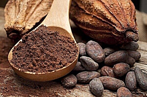 Los agricultores de Costa de Marfil temen que la falta de lluvia pueda reducir el rendimiento promedio de cacao