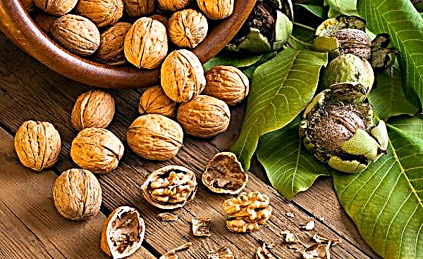 Ukraine walnut plantations affected by diseases