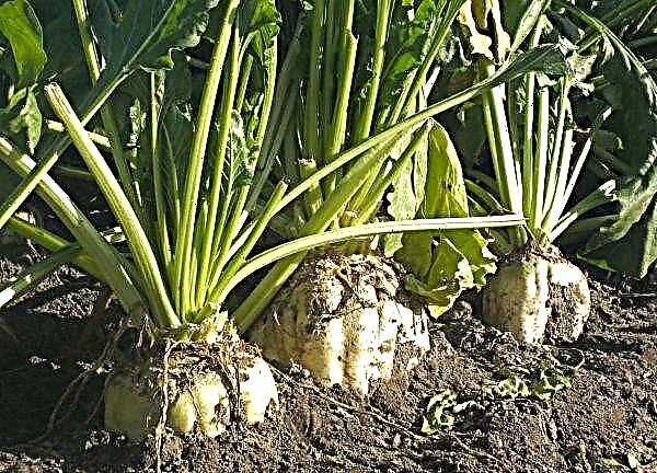 20 percent of A'SPIK group sugar beet sprouts affected by heavy rains